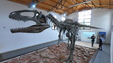 Hace 30 años encontraron en Neuquén el dinosaurio más grande del mundo