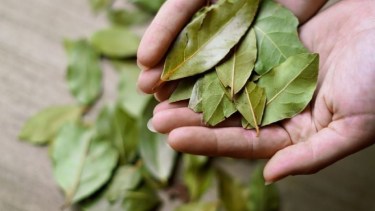 El truco con hojas de laurel para eliminar el mal olor del lavarropas y dejar la ropa perfumada