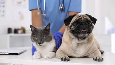 Castraciones gratuitas en Cipolletti en julio 2025.