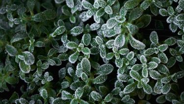 Plantas de exterior: el truco casero que las protege del frío extremo