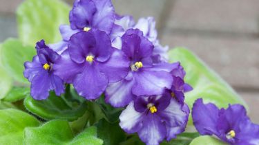 Durante los meses fríos, las plantas también requieren ciertos cuidados específicos. 
