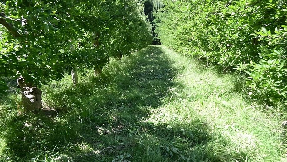 Fruticultura regenerativa en Río Negro.