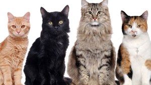 Qué energía viene a proteger tu gato según su color de pelo: lo que dicen las creencias ancestrales 