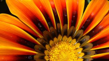 La planta de exterior que estalla en flores y da color todo el año