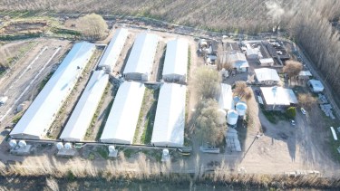 4 de cada 10 cerdos faenados en la Patagonia se producen en esta granja de Río Negro