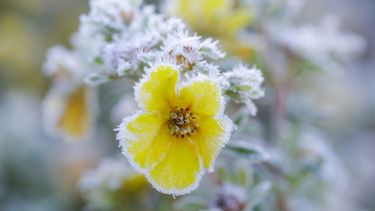 Conocé el pronóstico de heladas para los valles bajo riego de Neuquén y Río Negro. (Foto: archivo Juan Thomes)