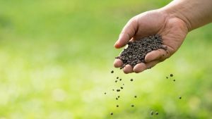 20 semillas que tenés que sembrar ya para llenar tu jardín en septiembre