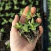Imagen de Cómo cuidar tu huerta en invierno: guía práctica para seguir cosechando con frío