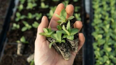 Verduras frescas, orgánicas y de estación, sin salir de casa. ¿Hay algo mejor?

