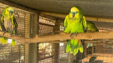 Loros habladores capturados. Foto: gentileza WCS Argentina