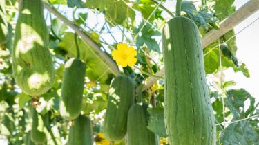 La Luffa cylindrica no solo embellece el jardín con su presencia trepadora, sino que también se convierte en un recurso renovable para quienes eligen alternativas más amigables con el ambiente.