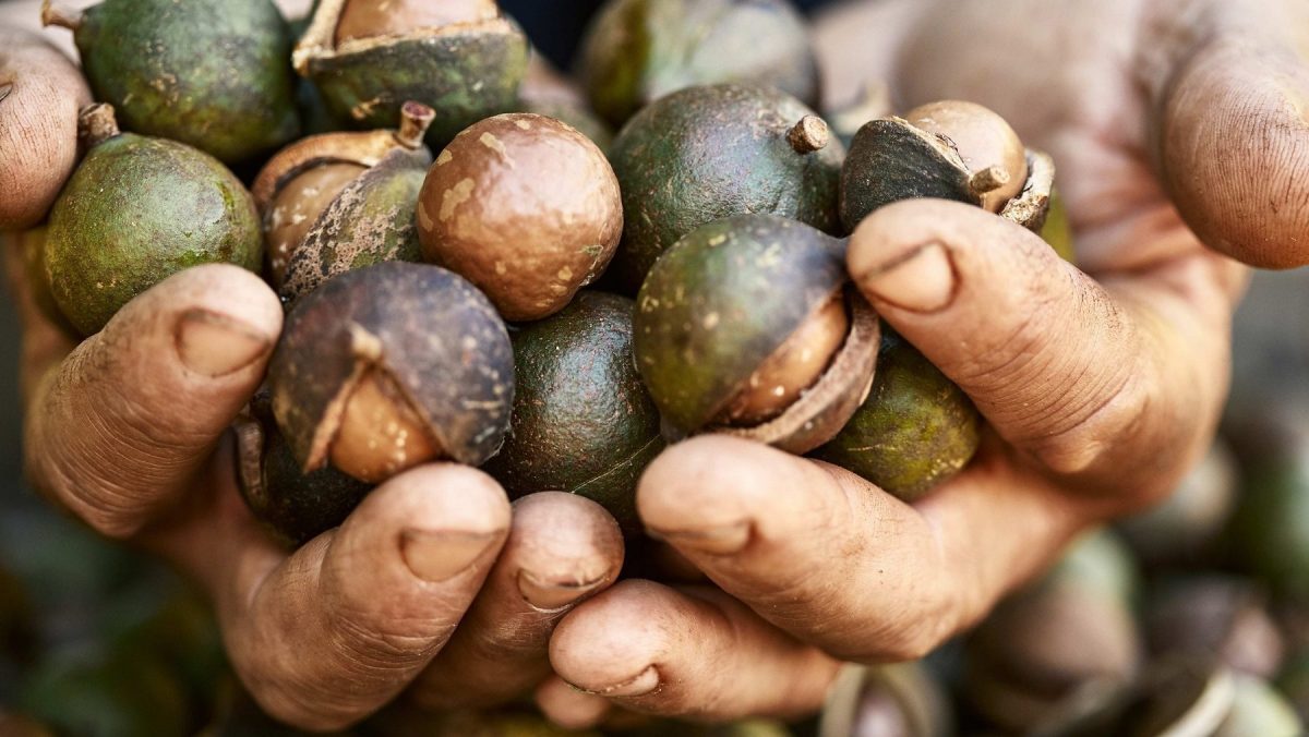 La nuez de macadamia tarda años en crecer, cuesta caro cultivarla y también procesarla.
