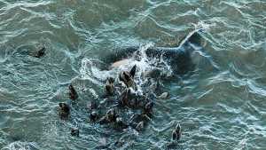 Orcas en Punta Bermeja: una impresionante muestra fotográfica para protegerlas en Río Negro