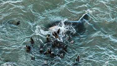 Orcas en Punta Bermeja: una impresionante muestra fotográfica para protegerlas en Río Negro