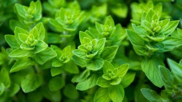 Para qué sirve el orégano fresco y por qué es bueno para la salud cardiovascular

