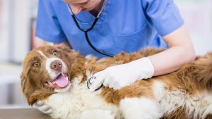 Castraciones gratis en Cipolletti en agosto 2025: conocé el cronograma completo