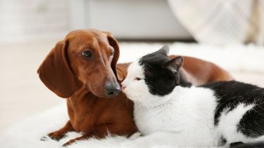 No se trata solo de estar más tiempo en casa, sino de hacer que el tiempo compartido sea de calidad.-