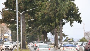 El referéndum de Bariloche reavivó una antigua polémica por el arbolado urbano