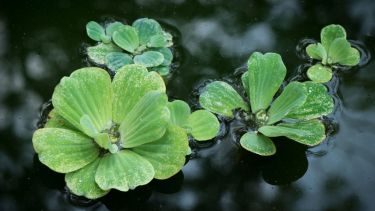 Estas plantas no solo son decorativas: también son una forma simple y natural de conectar con la naturaleza dentro del hogar.


