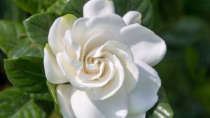 La planta con flores perfumadas que supera al jazmín y embellece cualquier rincón del hogar