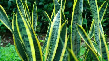 Cuidarla bien, con podas oportunas y algunos gestos básicos, garantiza que se mantenga firme, verde y saludable durante todo el año.