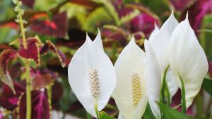 Cinco plantas que purifican el aire y resisten el invierno: perfectas para ambientes cerrados