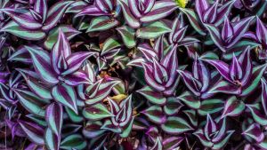 La planta violeta que resiste todas las estaciones, crece rápido y casi no necesita cuidados