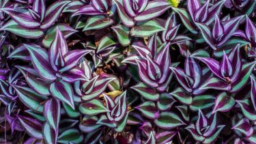 La planta violeta que resiste todas las estaciones, crece rápido y casi no necesita cuidados