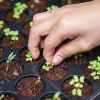 Imagen de Entregaron 1000 kits de semillas en El Bolsón para fomentar el cultivo a pequeña escala