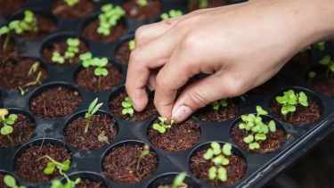 Cómo hacer para plantar semillas en invierno y lucir un jardín hermoso en primavera