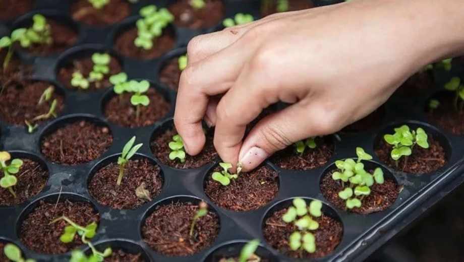 Semillas que son ideales para plantar en invierno y tener tu jardín hermoso en primavera.-