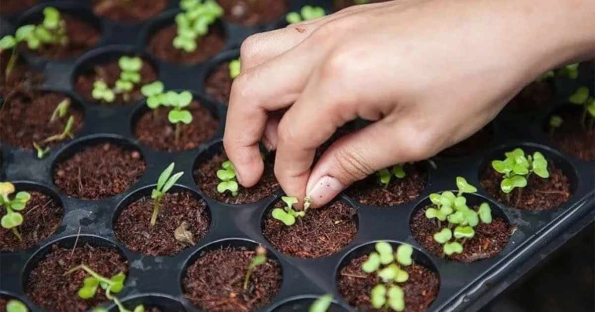 Se entregaron 1000 kits de semillas en El Bolsón para impulsar huertas familiares