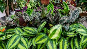 Cáscara de banana, vinagre y corchos: 5 trucos caseros para cuidar plantas y espantar plagas