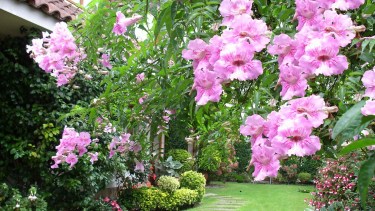Si buscás una opción para dar sombra natural, decorar un muro aburrido o sumar flores sin ocupar suelo, esta es una apuesta segura. 