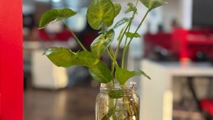 Tres plantas acuáticas que podés tener dentro de casa y casi no necesitan cuidados