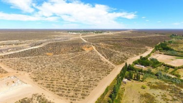 Crece la producción de olivos en la Región Sur de Río Negro: Hay 50 hectáreas en tres localidades