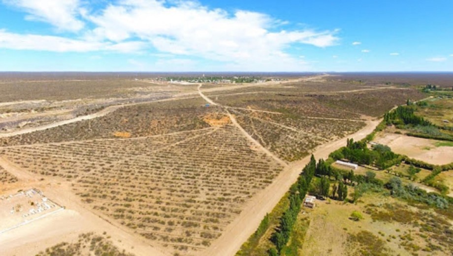 Crece la producción de olivos en la Región Sur de Río Negro: Hay 50 hectáreas en tres localidades