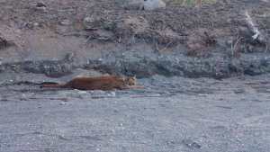 Atropelló a un puma en el parque Lanín y se bajó para asistirlo