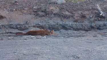 Atropelló a un puma en el parque Lanín y se bajó para asistirlo