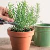 Imagen de Cómo tener romero en maceta: resiste el frío, florece en invierno y aporta sabor en tus comidas