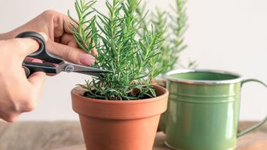 Si querés comenzar una huerta aromática o sumar una planta rústica que aguante el invierno, el romero es una gran opción.