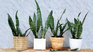 Cómo limpiar las hojas de tu lengua de suegra para que crezca más fuerte y brillante