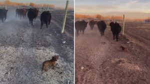Video | La ternura tiene nombre y es Trufita: la pequeña perrita de Roca que se robó todas las miradas por arrear toros gigantes