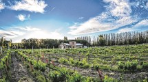 Imagen de Dónde probar el vino insignia de la Patagonia en Neuquén: rutas del vino, bodegas y experiencias únicas