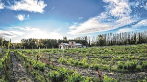 Dónde probar el vino insignia de la Patagonia en Neuquén: rutas del vino, bodegas y experiencias únicas