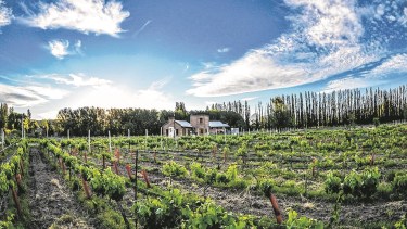 Dónde probar el vino insignia de la Patagonia en Neuquén: rutas del vino, bodegas y experiencias únicas