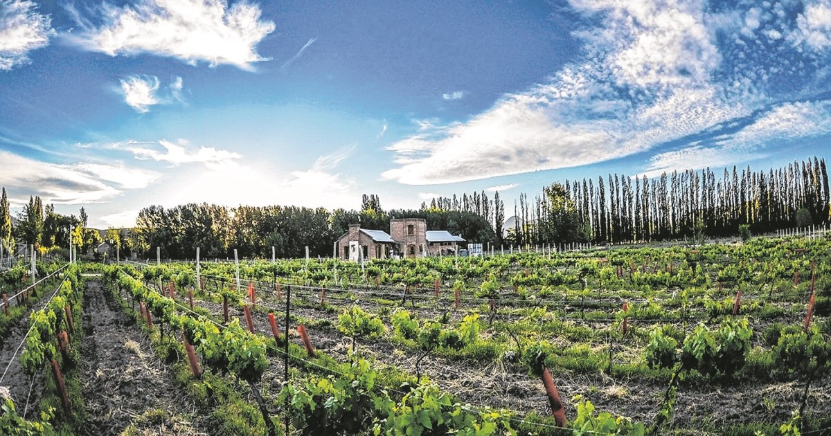 Dónde probar el vino insignia de la Patagonia en Neuquén: rutas del vino, bodegas y experiencias únicas