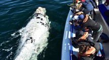 Imagen de Puerto Madryn: promociones y descuentos para vivir la temporada de ballenas