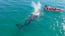 Imagen de La temporada de ballenas en Las Grutas está por comenzar: «un encuentro más íntimo y cercano»