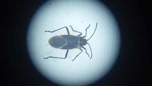 Chinche del arce, la nueva plaga domiciliaria en el norte Neuquén que amenaza con propagarse